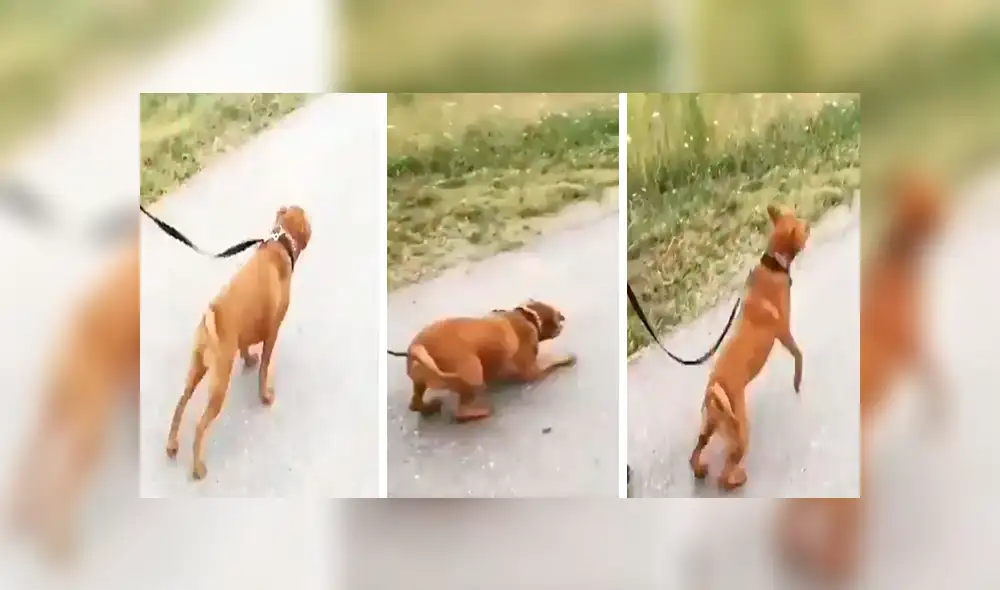 En Facebook, un perro salió a dar su primera caminata con su nueva familia y saltó de alegría por la calle.