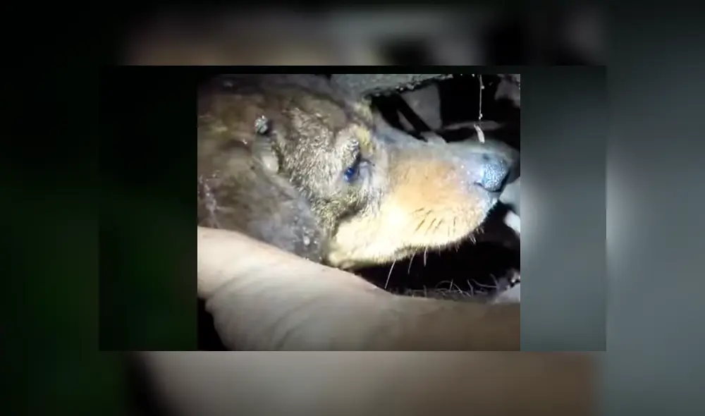 Desliza hacia la izquierda para ver el conmovedor rescate. Imágenes del video viral de YouTube. Desliza hacia la izquierda para ver el conmovedor rescate. Imágenes del video viral de YouTube.