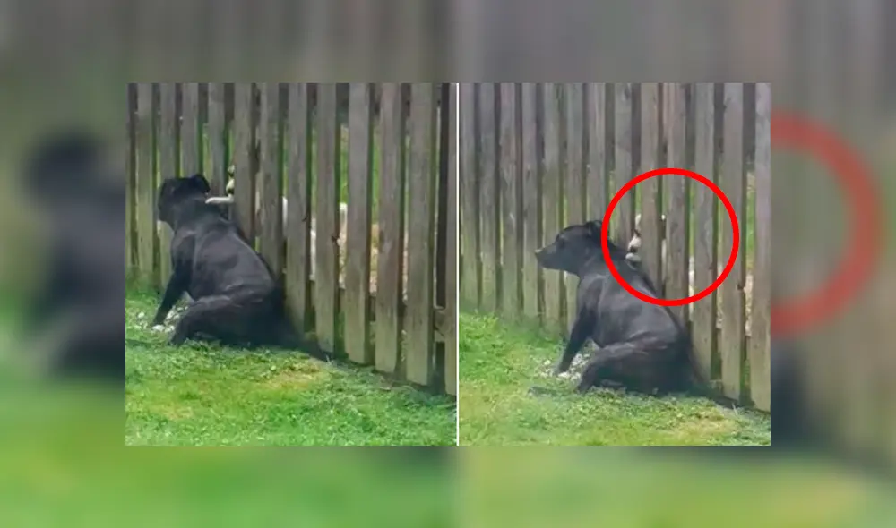 Desliza las imágenes para apreciar la curiosa acción de una perrita para reunirse con su ‘amigo’ y recibir unos mimos. Foto: Captura.