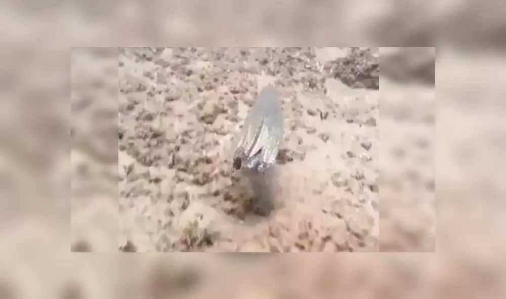 En YouTube, un hombre persiguió al enorme animal marino para atraparlo y quedó impresionado cuando vio su habilidad de ocultarse en el agua. En YouTube, un hombre persiguió al enorme animal marino para atraparlo y quedó impresionado cuando vio su habilidad de ocultarse en el agua.