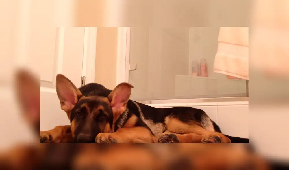 Perro canta al ritmo de su dueño en la ducha y se roba el show en las redes [VIDEO] 