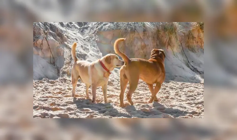 Entérate el motivo por el cual los perros suelen olfatear la cola de otros canes.