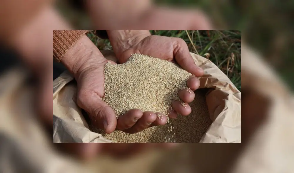 Minagri: Quinua peruana ya puede ingresar al mercado de China desde hoy