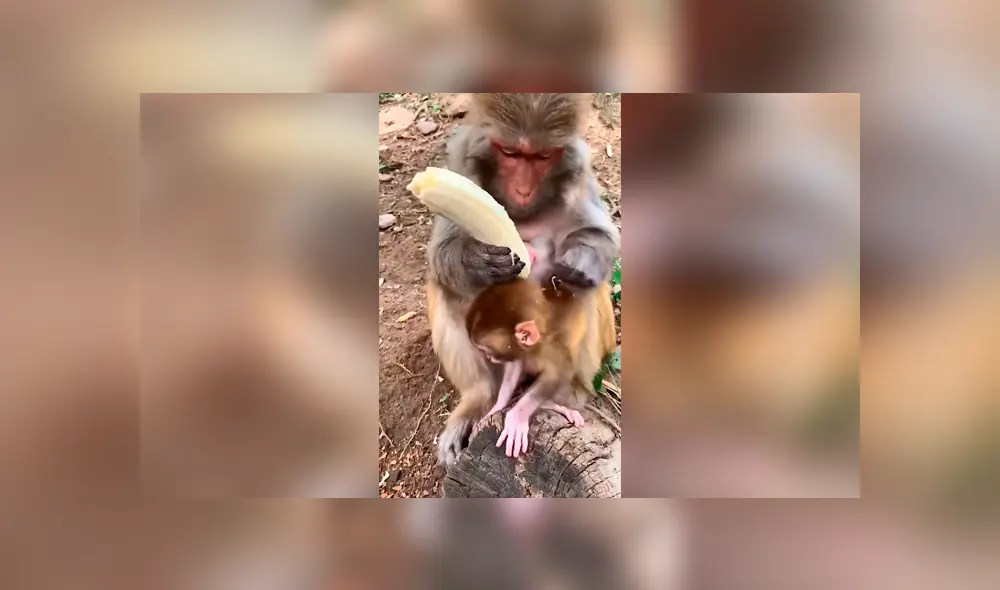 Desliza las imágenes hacia la izquierda para conocer la terrible acción de una mona al ignorar a su bebé. Foto: Clarín. Desliza las imágenes hacia la izquierda para conocer la terrible acción de una mona al ignorar a su bebé. Foto: Clarín.