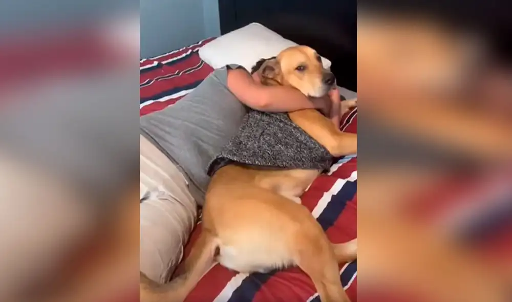 Desliza las imágenes para apreciar la inesperada reacción de un perro cuando le intenta llamar la atención a su dueño. Foto: captura de YouTube