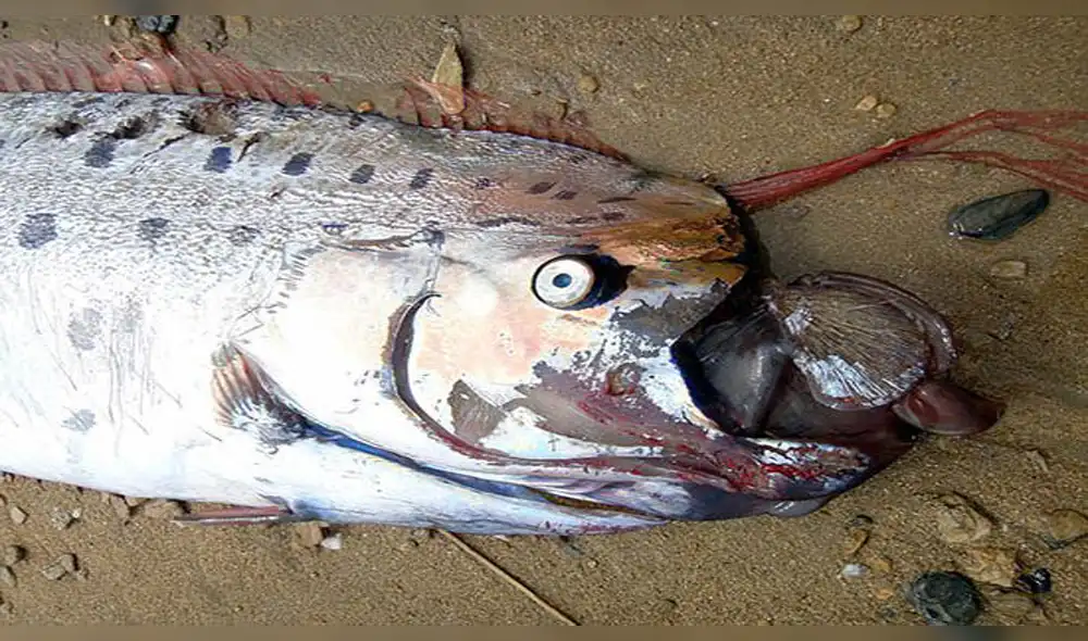 Chile: temor por la aparición de un extraño pez que predice catástrofes