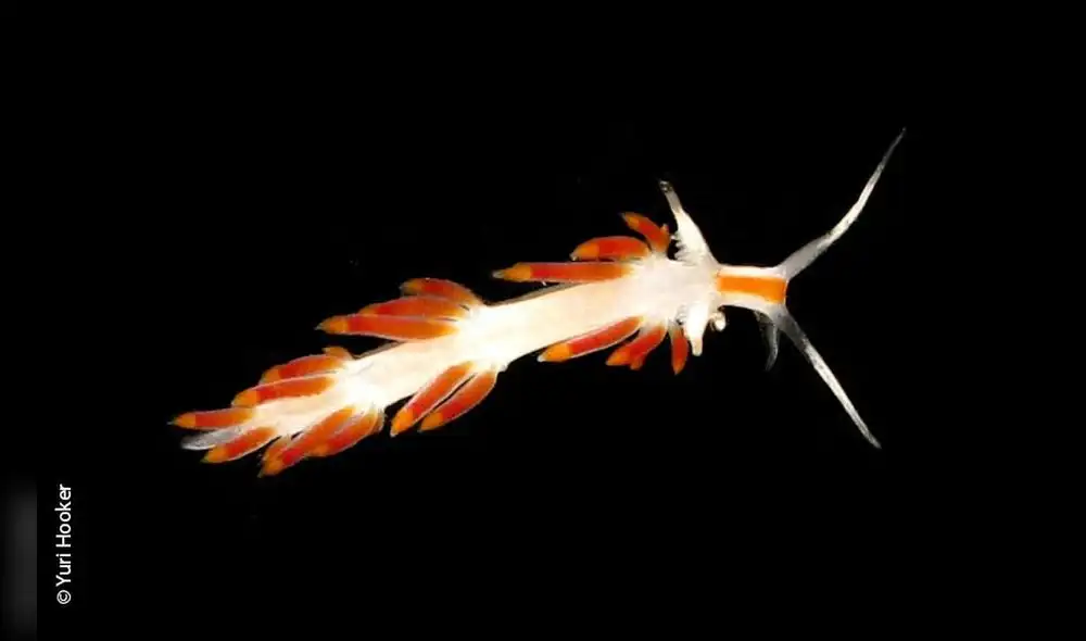 Nuevos habitantes del mar