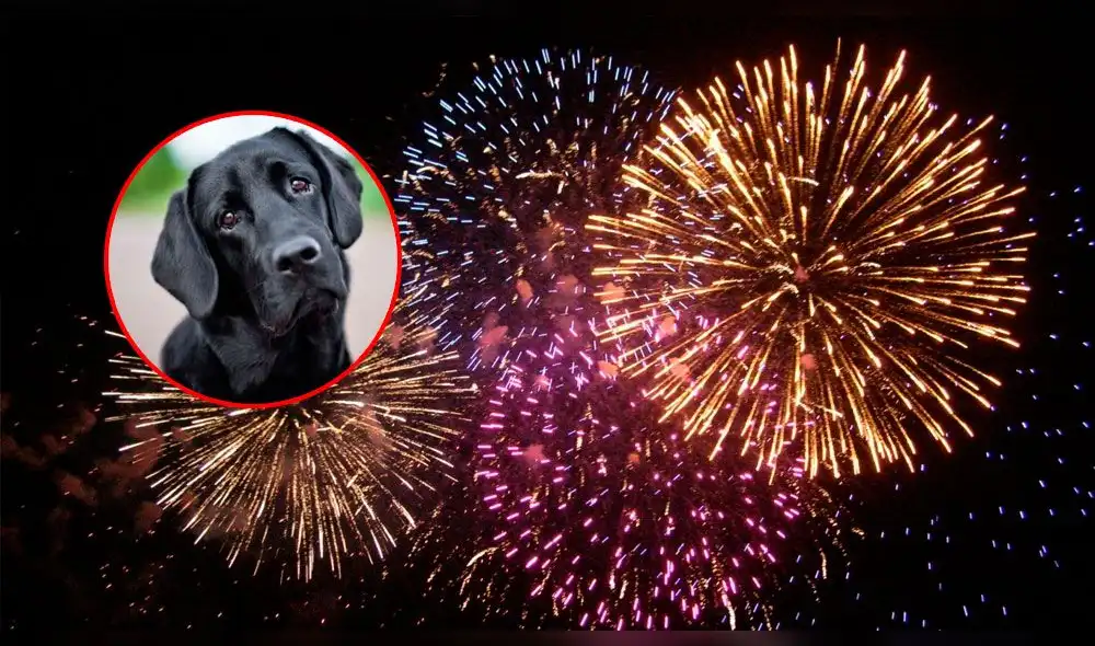 Municipio implementa uso de fuegos artificiales sin sonido para evitar sufrimiento de mascotas Municipio implementa uso de fuegos artificiales sin sonido para evitar sufrimiento de mascotas