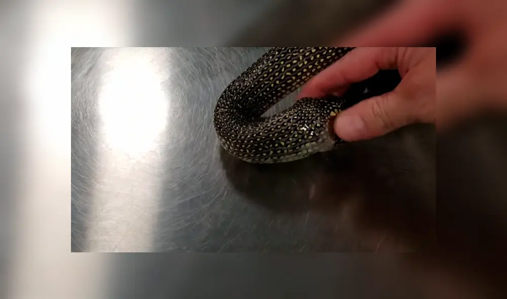 YouTube viral: serpiente