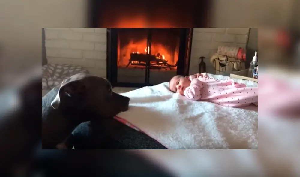Video es viral en Facebook. Dueña del can no dudó en grabar la emotiva escena que protagonizó su mascota al acercarse a su bebé Video es viral en Facebook. Dueña del can no dudó en grabar la emotiva escena que protagonizó su mascota al acercarse a su bebé