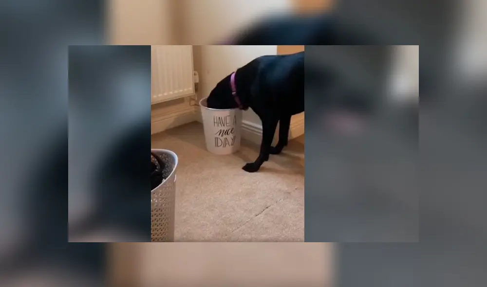 Astuto can sorprendió a miles de usuarios en Facebook, quienes quedaron maravillados con su increíble conducta Astuto can sorprendió a miles de usuarios en Facebook, quienes quedaron maravillados con su increíble conducta