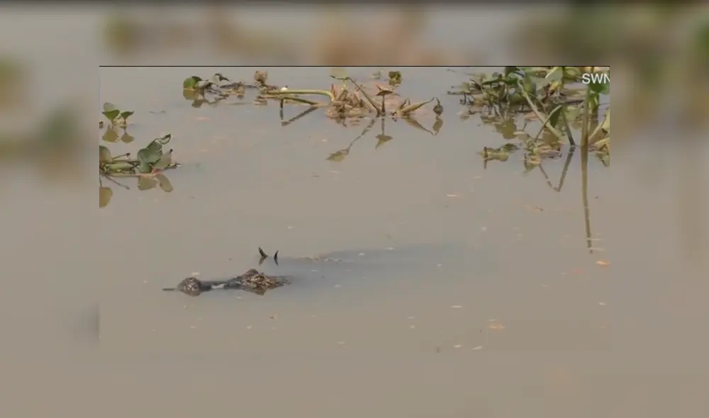 Desliza hacia la izquierda para ver la brutal pelea entre un cocodrilo con una anaconda en la selva de Brasil. El video es viral en YouTube. Desliza hacia la izquierda para ver la brutal pelea entre un cocodrilo con una anaconda en la selva de Brasil. El video es viral en YouTube.