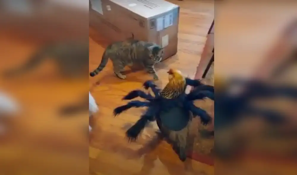 YouTube - viral - animales