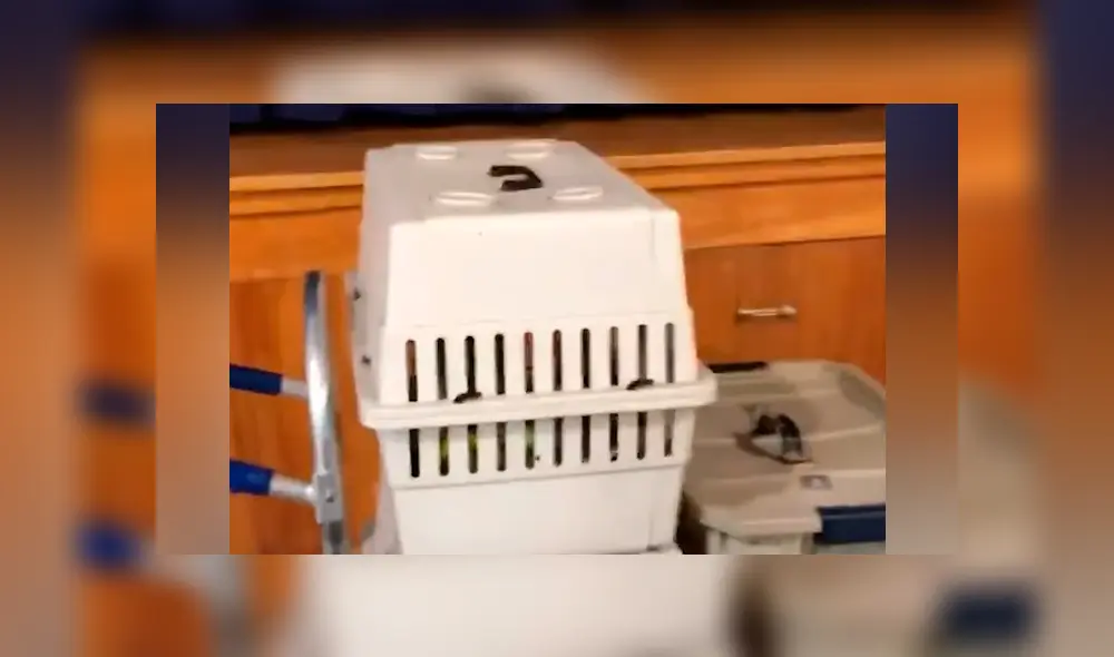 Video se viralizó en Facebook. Un hombre terminó con los pelos de punta al conocer el verdadero aspecto de la criatura que emitió dolorosos lamentos.