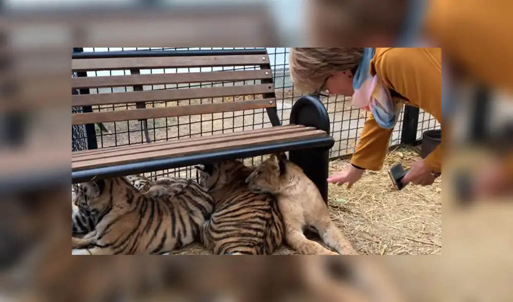 Un video viral de Facebook registró el momento en que una turista intenta acariciar a uno de los felinos, sin imaginar lo que sucedería.