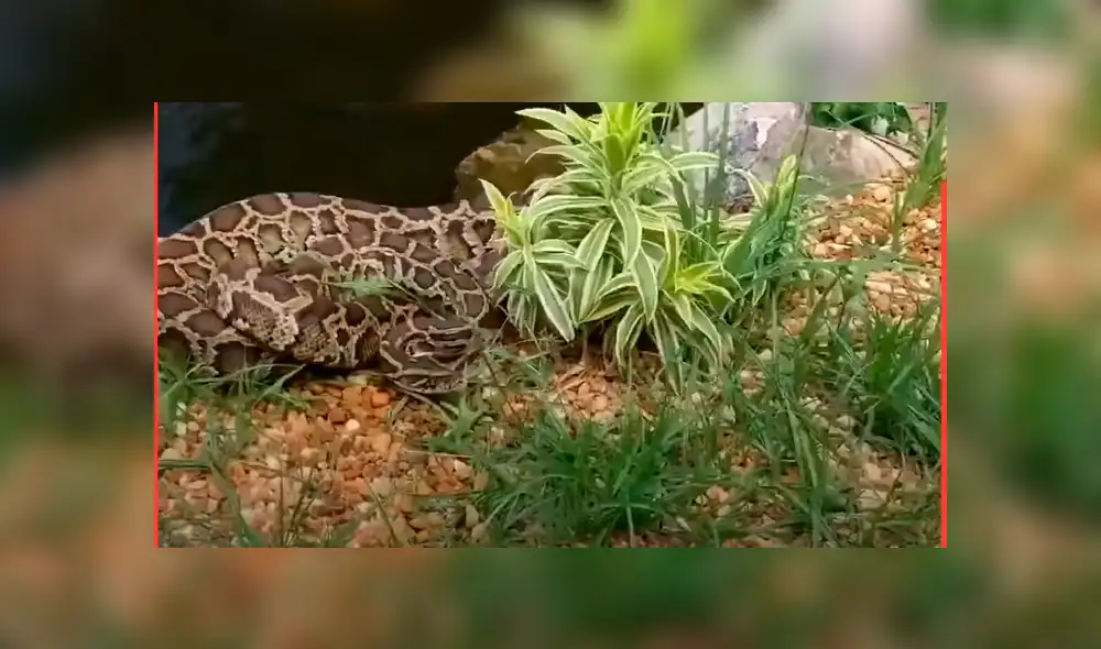 El protagonista del video viral de Facebook atrapó a una letal criatura. El protagonista del video viral de Facebook atrapó a una letal criatura.