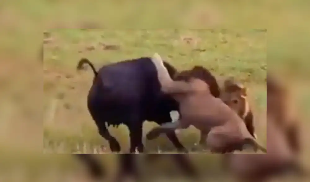 YouTube viral: Mamá búfalo se sacrifica para salvar a su cría de terribles criaturas [VIDEO]