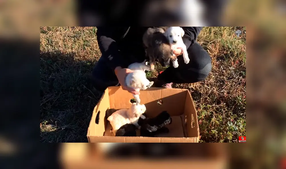 En YouTube, un hombre encontró a unos indefensos perros bebés que fueron abandonados en medio de la carretera. En YouTube, un hombre encontró a unos indefensos perros bebés que fueron abandonados en medio de la carretera.