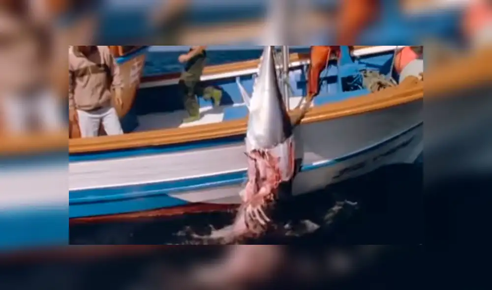 Las orcas se aprovechan de los pescadores, quienes tienen que competir con ellas por los atunes.