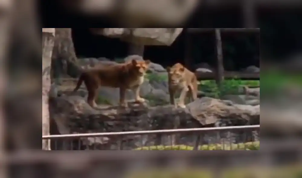 Trabajador de un zoológico ingresó al santuario de leones. Trabajador de un zoológico ingresó al santuario de leones.
