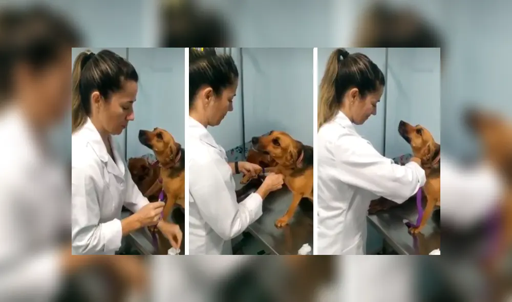 En Facebook, un perro sorprendió con su emotiva reacción cuando le colocaron una inyección en su pata. En Facebook, un perro sorprendió con su emotiva reacción cuando le colocaron una inyección en su pata.