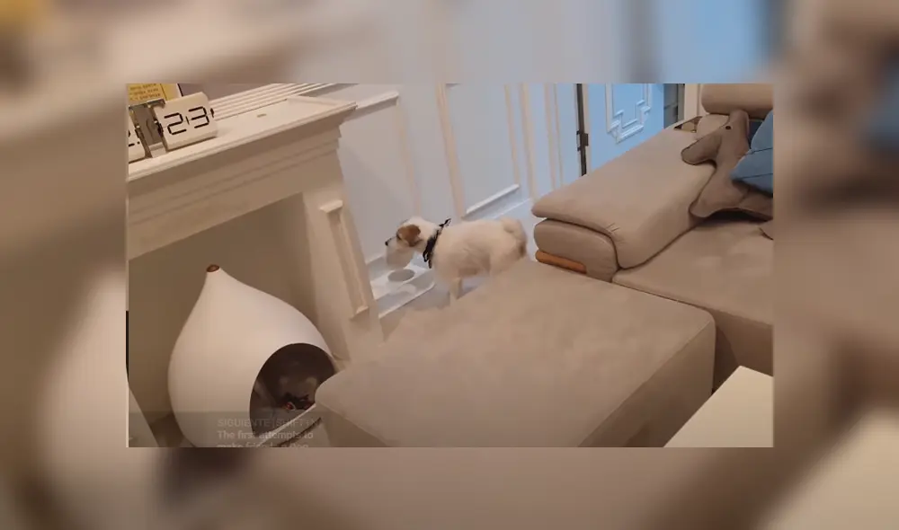 Un perro sorprendió a miles al llevar su plato de comida hasta su dueño cada vez que le tocaba comer. Foto: TikTok Un perro sorprendió a miles al llevar su plato de comida hasta su dueño cada vez que le tocaba comer. Foto: TikTok