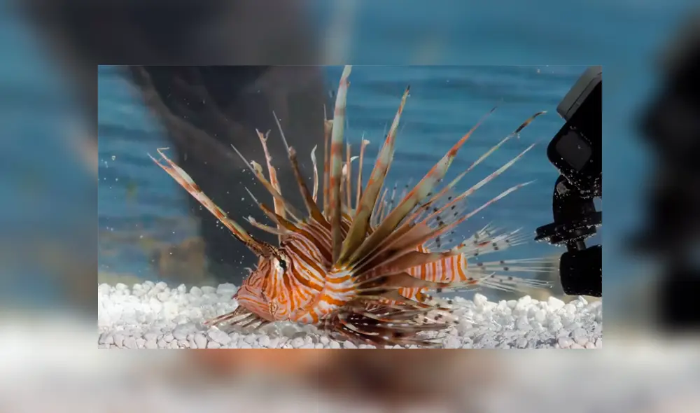 Un video viral muestra al famoso 'Coyote' Peterson siendo picado por un venenoso pez león. Un video viral muestra al famoso 'Coyote' Peterson siendo picado por un venenoso pez león.