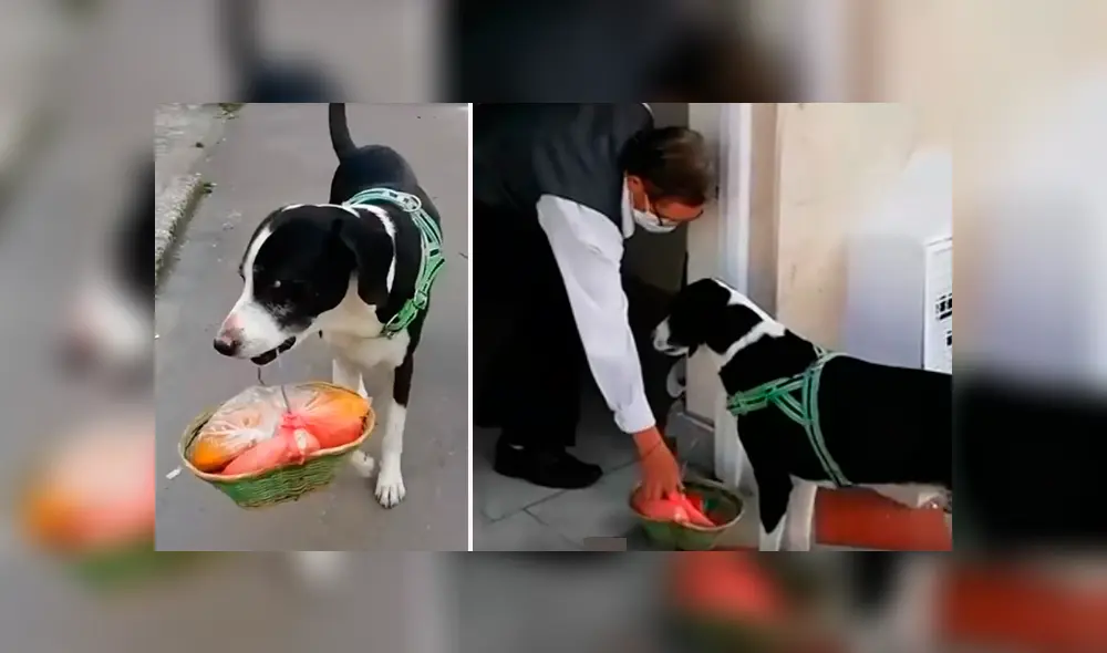 “Niño”, de 6 años, aprendió a hacer las compras solo, con el propósito de cuidar a su dueño.