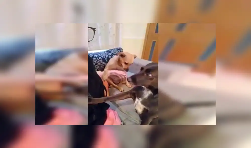 YouTube viral: Perro se pone celoso al ver que su dueña le da cariño a la nueva mascota [VIDEO]