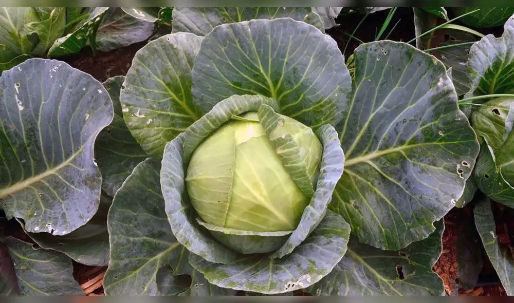 La Libertad: capacitan a agricultores para combatir las plagas