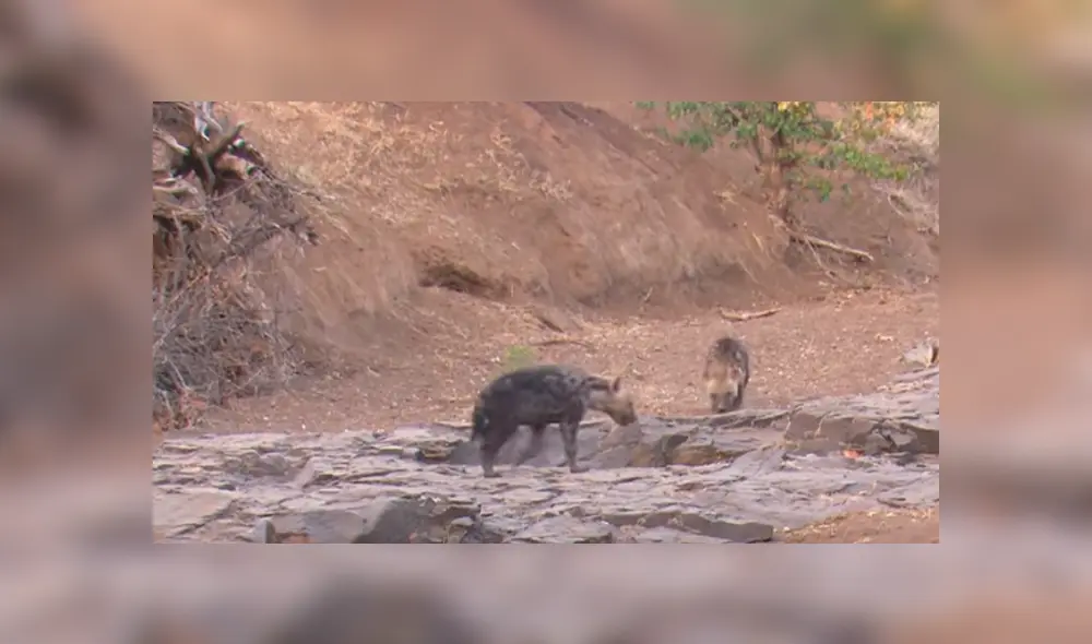 Desliza hacia la izquierda para ver la rápida acción de la hiena para devorar su presa. Video viral de YouTube. Desliza hacia la izquierda para ver la rápida acción de la hiena para devorar su presa. Video viral de YouTube.