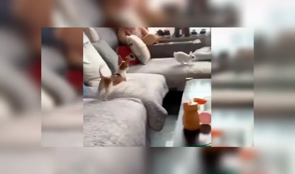 En Facebook, un travieso conejo corrió y saltó con rapidez para evitar ser atrapado por un pequeño perro. En Facebook, un travieso conejo corrió y saltó con rapidez para evitar ser atrapado por un pequeño perro.