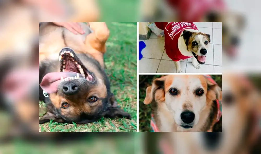 El perrito ganador del concurso será imagen de la marca. Además los 3 están en adopción. Foto: Nukhan