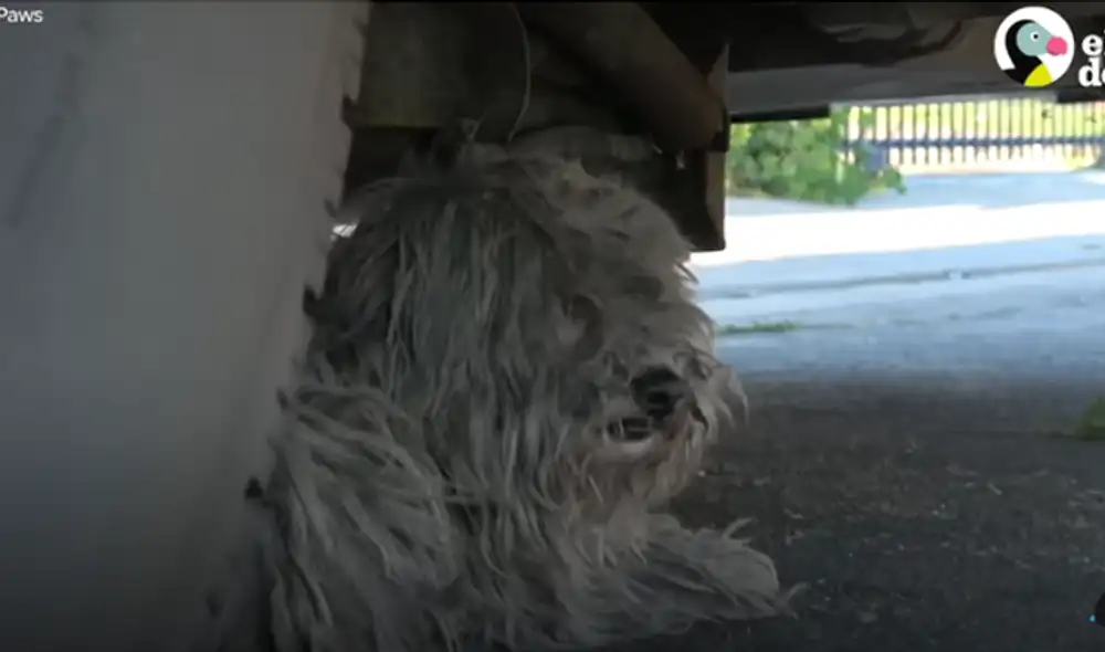 Desliza hacia la izquierda para ver las imágenes del video viral. Foto: captura de YouTube.