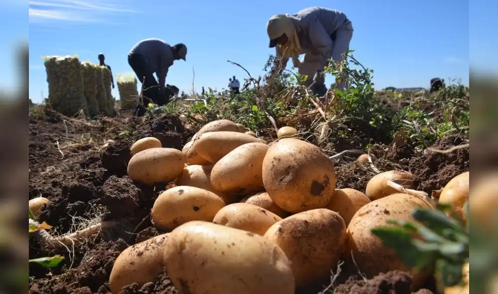 Plantean que empleados bajo la Ley Agraria tengan derechos del régimen 728