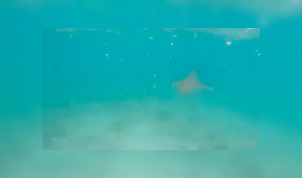 Un video viral muestra cómo un hombre hizo algo increíble para evitar se devorado por un gigantesco tiburón.