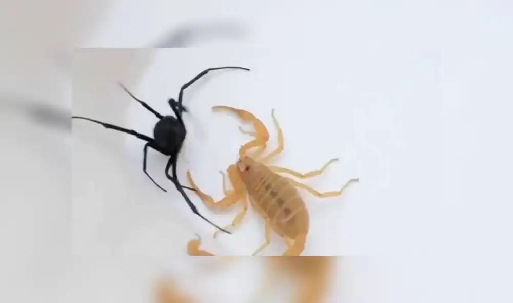 Facebook: viuda negra y escorpión tienen brutal duelo a muerte y desenlace sorprende a todos