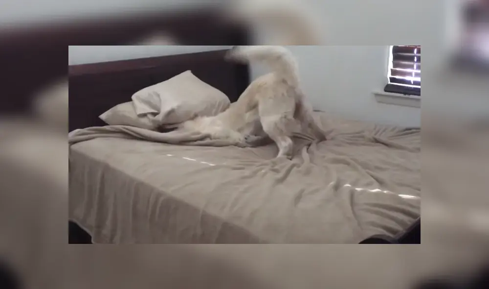 A través de YouTube se hizo viral la reacción de un perro al ser descubierto por su dueño en mitad de una travesura. A través de YouTube se hizo viral la reacción de un perro al ser descubierto por su dueño en mitad de una travesura.