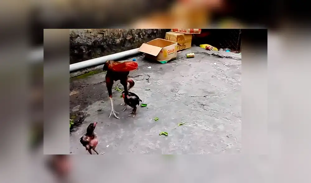 Facebook viral: Pollito entrena con su papá y aprende a defenderse con picotazos [VIDEO] 