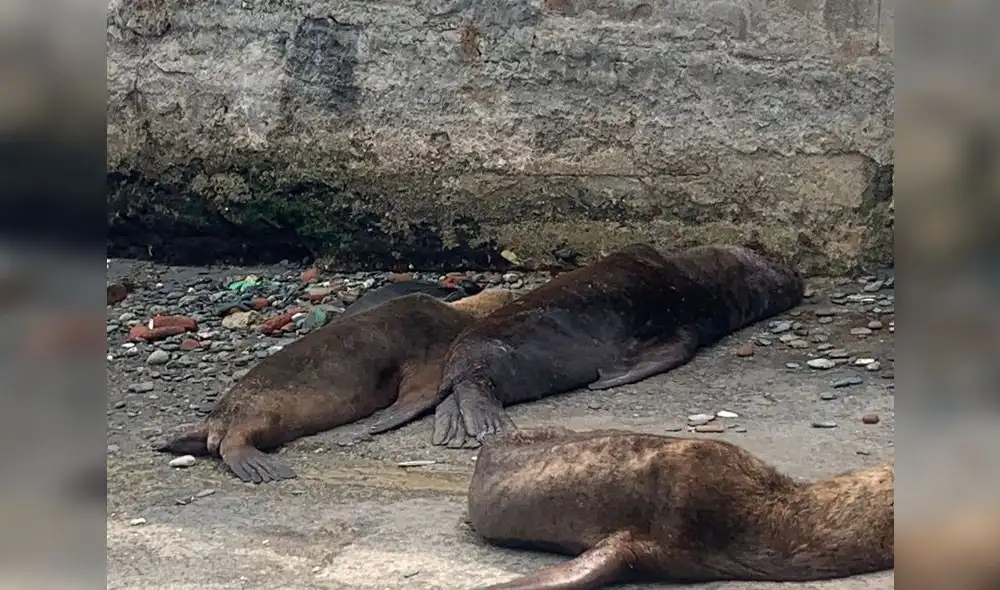 Encuentran a lobos marinos muertos en el litoral de Paita. Foto: La República. Encuentran a lobos marinos muertos en el litoral de Paita. Foto: La República.