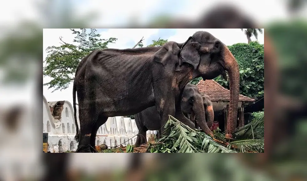 Denuncian estado calavérico de un elefante en tradicional festival budista [FOTOS]