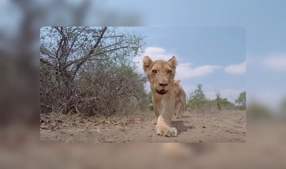 Desliza hacia la izquierda para ver a los animales silvestres que son virales en YouTube.