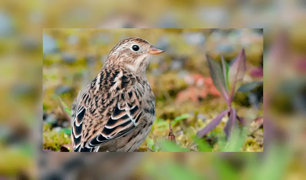 Una hembra reproductiva del Escribano de Smith. Fuente: eBird. Una hembra reproductiva del Escribano de Smith. Fuente: eBird.