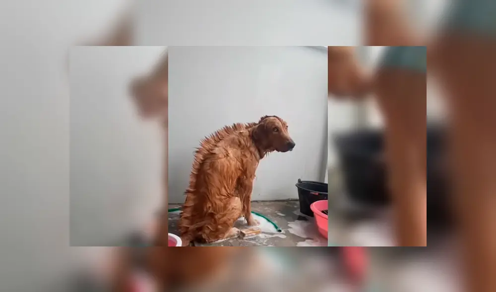 YouTube viral: chica le hace cambio de ‘look’ a su perro y este tiene insólita reacción al notarlo