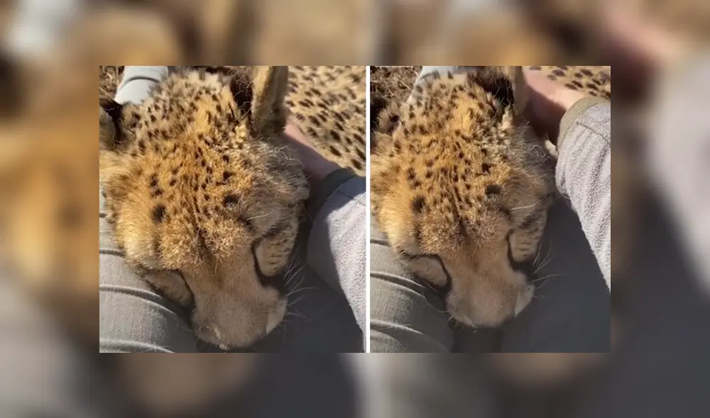 Desliza hacia la izquierda para ver las imágenes del viral de Facebook. Foto: Captura.