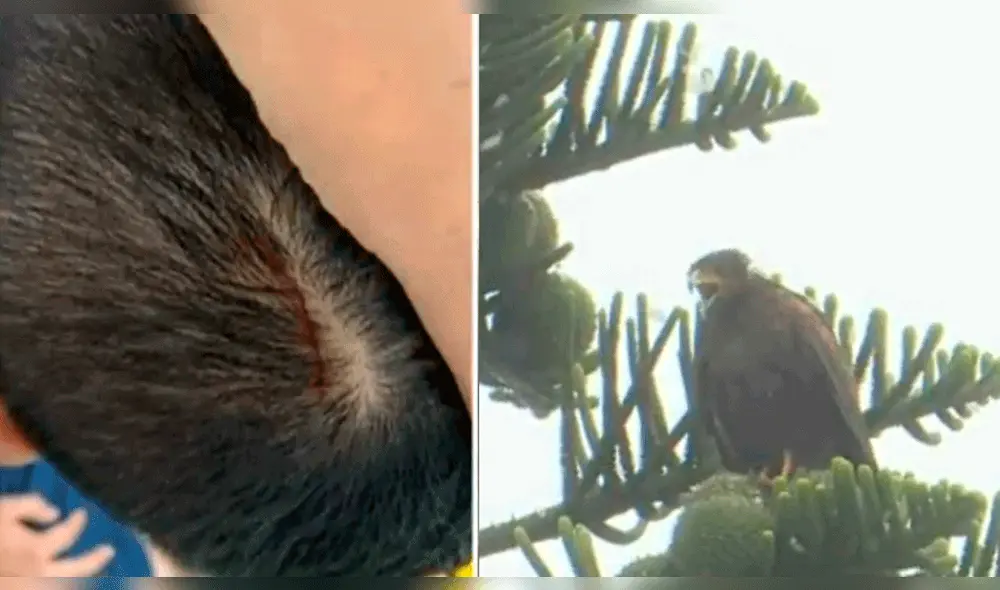 Vecinos de Chorrillos solicitaron la reubicación de las aves para salir de sus viviendas sin temor a ser atacados. Foto: captura de ATV