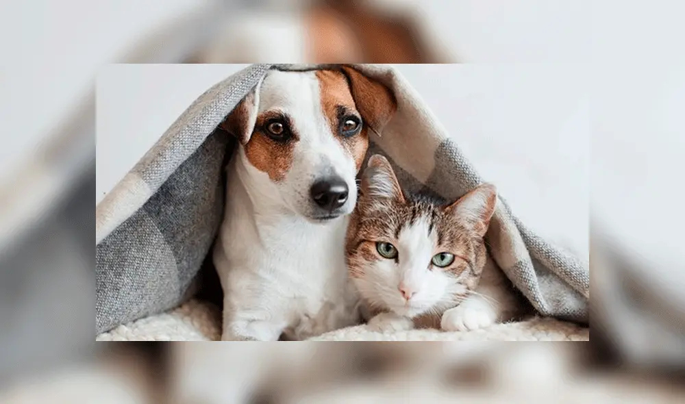 Perros y gatos: ¿cuál de las dos mascotas es la más fiel?