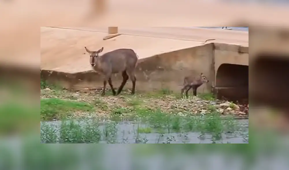 Los dos animales se encontraban en una parcela de tierra en medio del río. (Fuente: Kruger Sightings/YouTube) Los dos animales se encontraban en una parcela de tierra en medio del río. (Fuente: Kruger Sightings/YouTube)