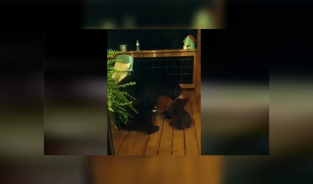 Video es viral en Facebook. La enorme osa llegó hasta la casa donde se había metido su crío y lo sacó de la oreja tras ver que intentaba ingresar a la sala. Fotocaptura: Facebook