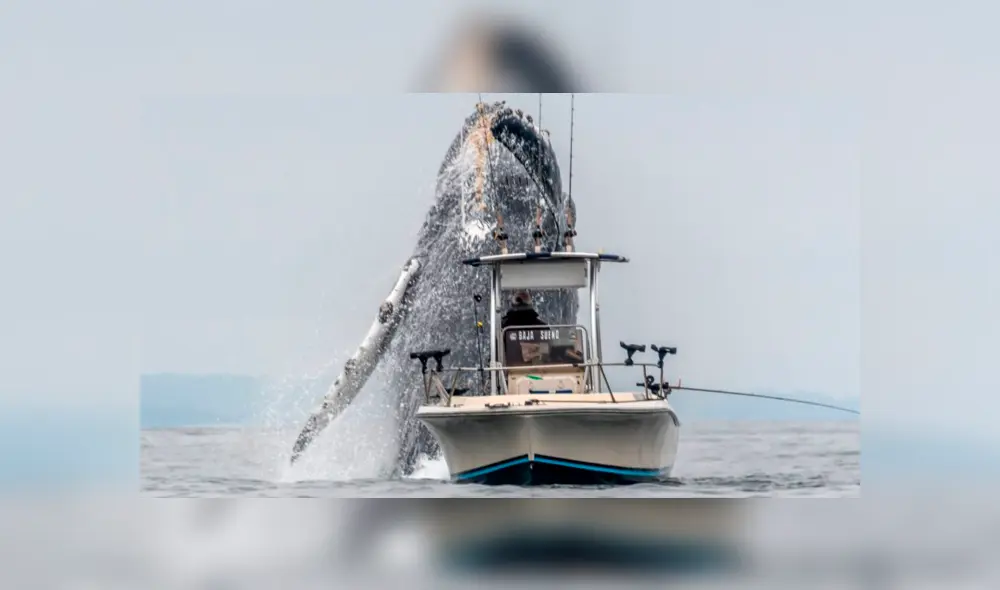 YouTube viral: Pescador queda en shock al ver que enorme criatura surge del océano 